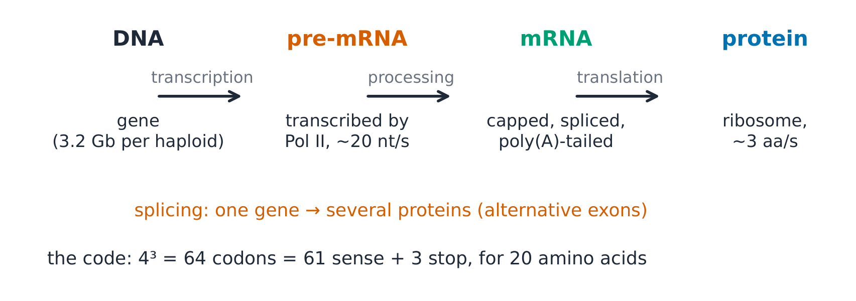 Central dogma with the processing steps: transcription, capping, splicing, export, translation