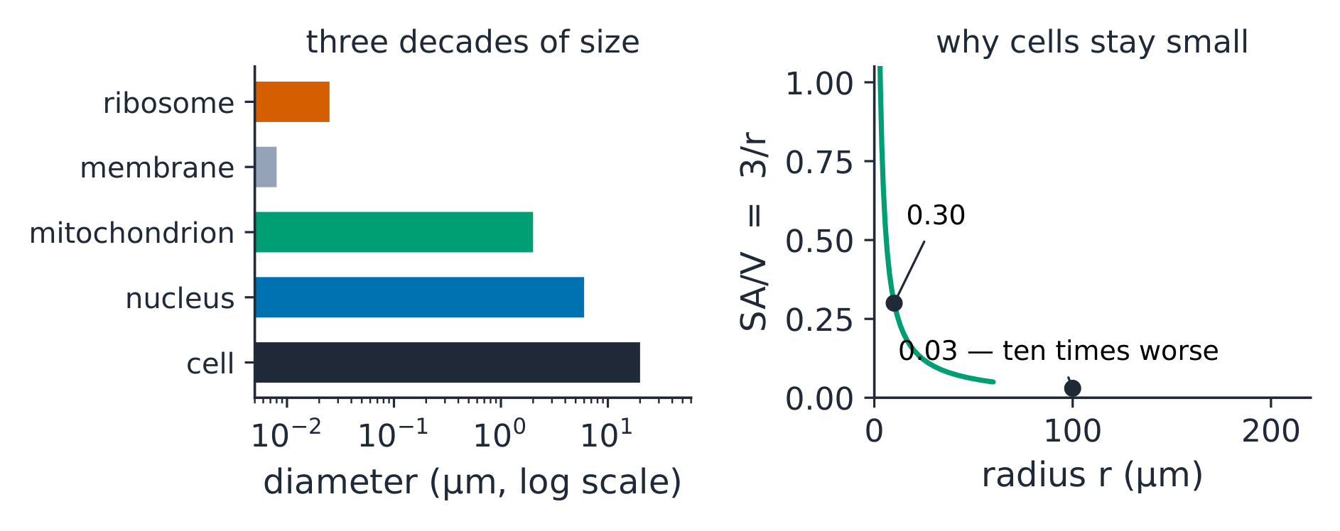 The organelle size ladder beside the falling surface-to-volume ratio