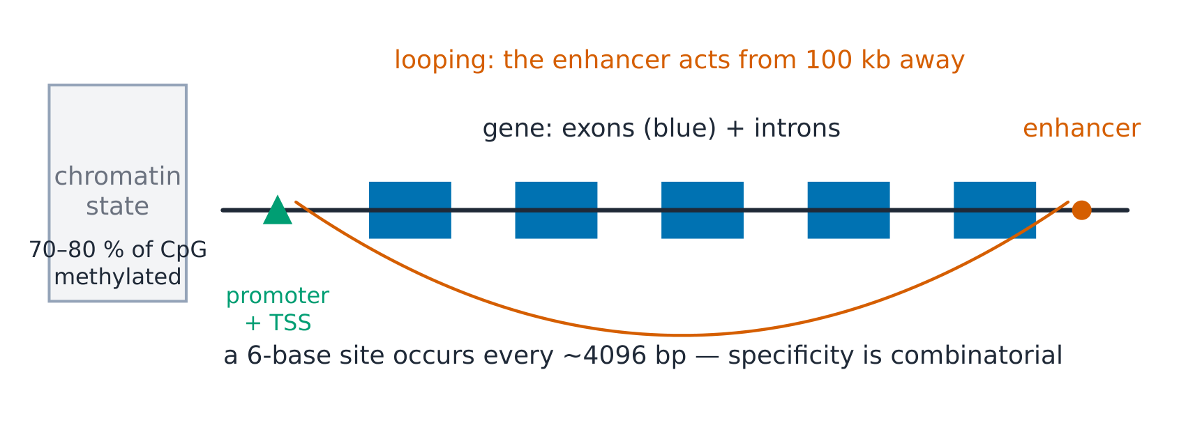 Regulatory regions along a gene: enhancer looping to promoter, exons, and the chromatin state that gates access
