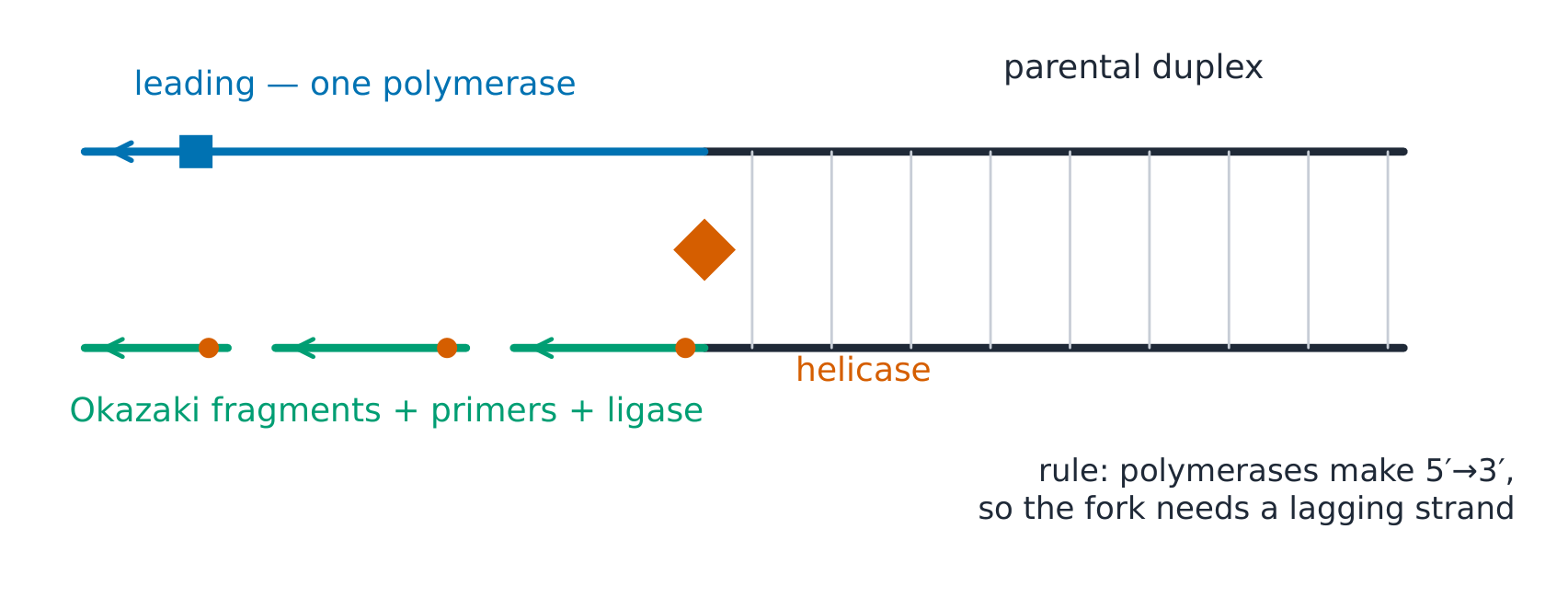 The replication fork with leading and lagging strands