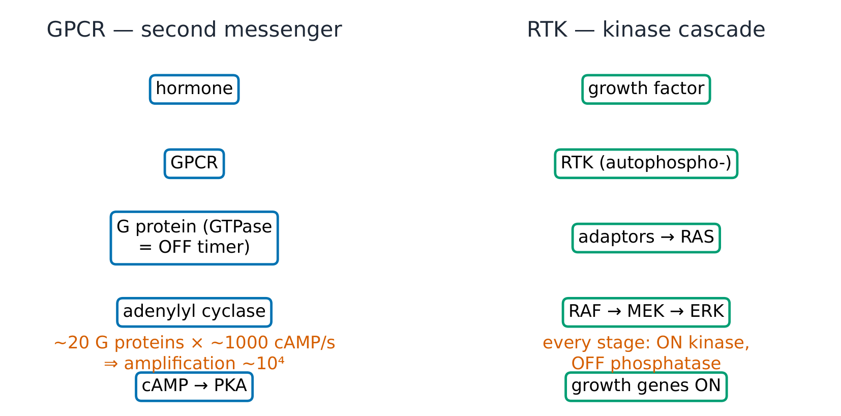The GPCR-cAMP and RTK-RAS pathways side by side, with the amplification ladder annotated