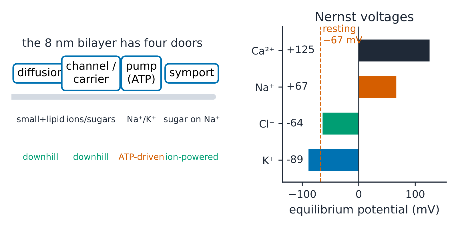 The four transport doors beside the Nernst voltages