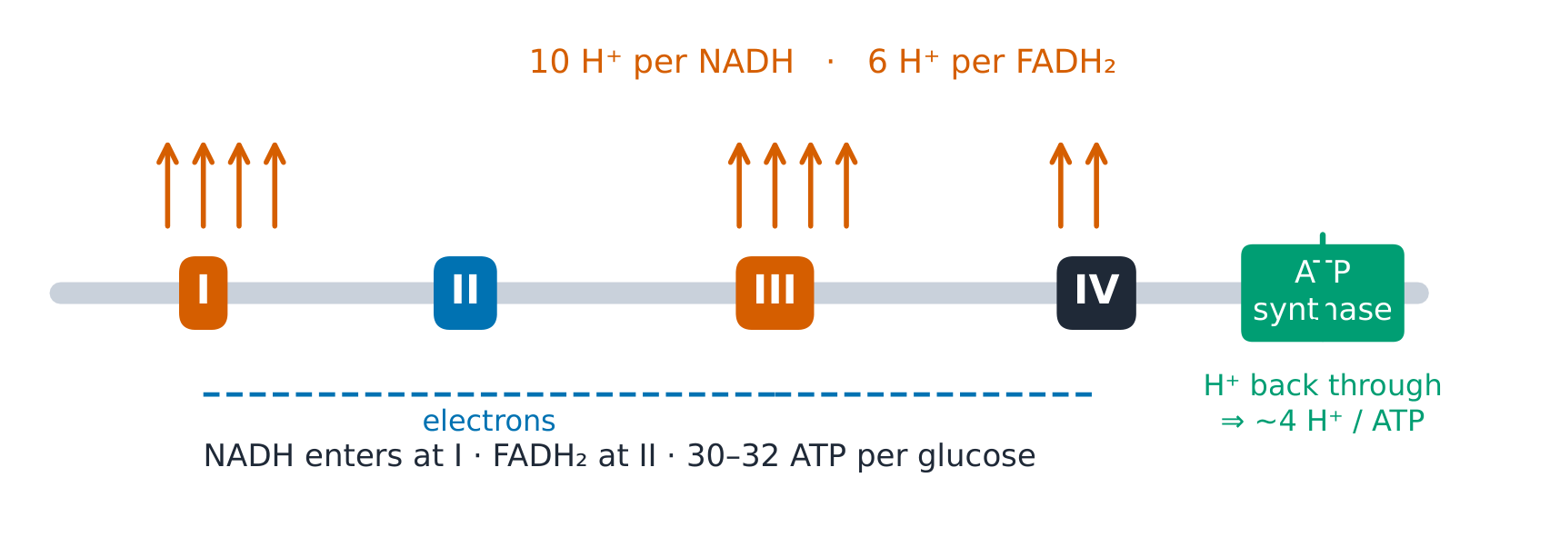 The electron transport chain with complexes I-IV, proton pumping and ATP synthase