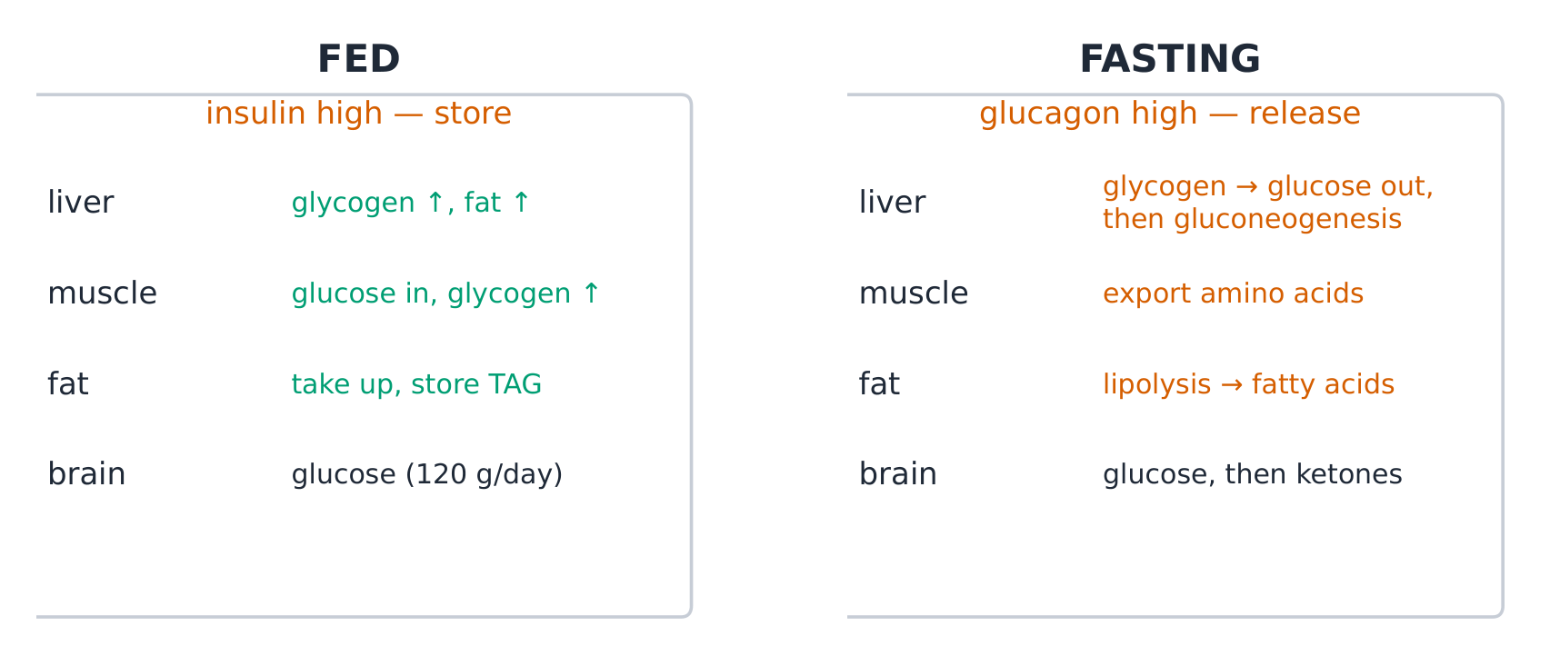 The organ fuel-flow map in fed and fasting states