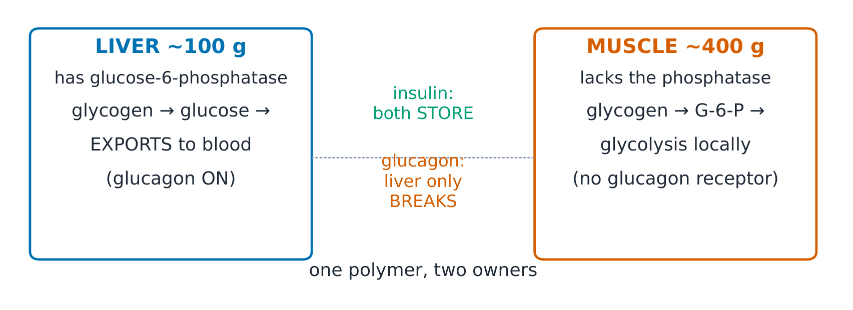 Liver versus muscle glycogen handling: same polymer, opposite jobs