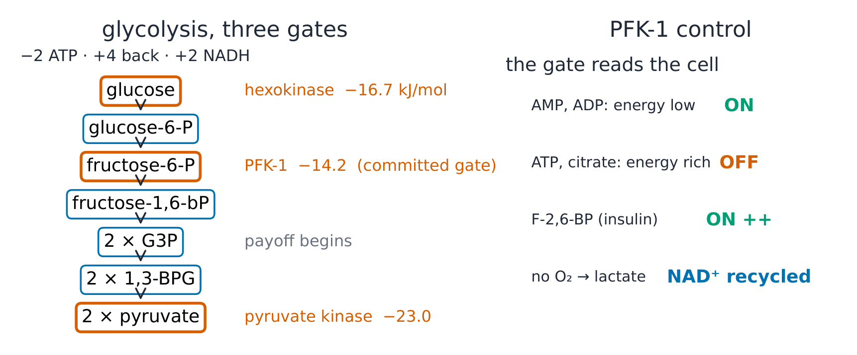 The glycolysis pathway with the three regulated, irreversible steps marked