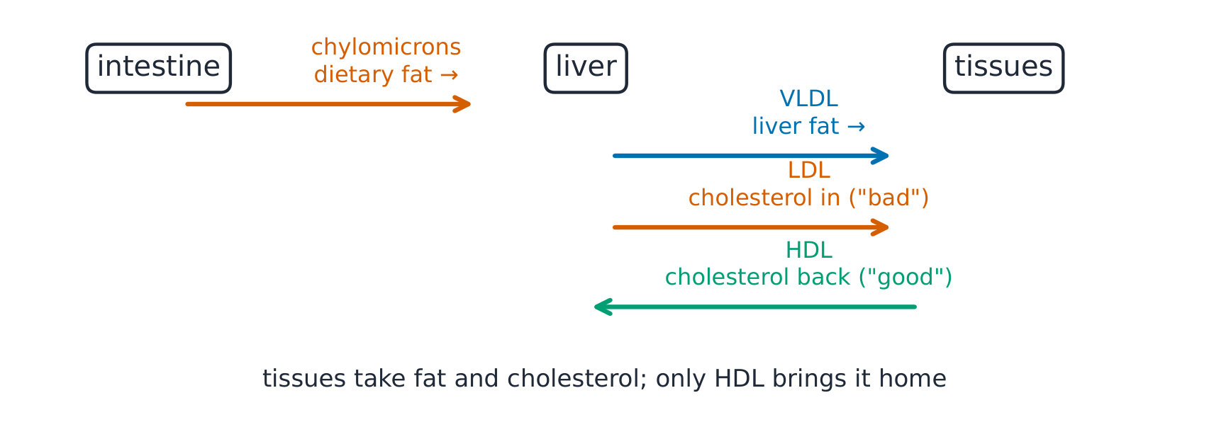 The lipoprotein pathway from intestine and liver to tissues and back