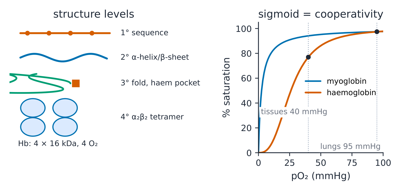 The four structure levels from sequence to assembled tetramer, using haemoglobin as the example
