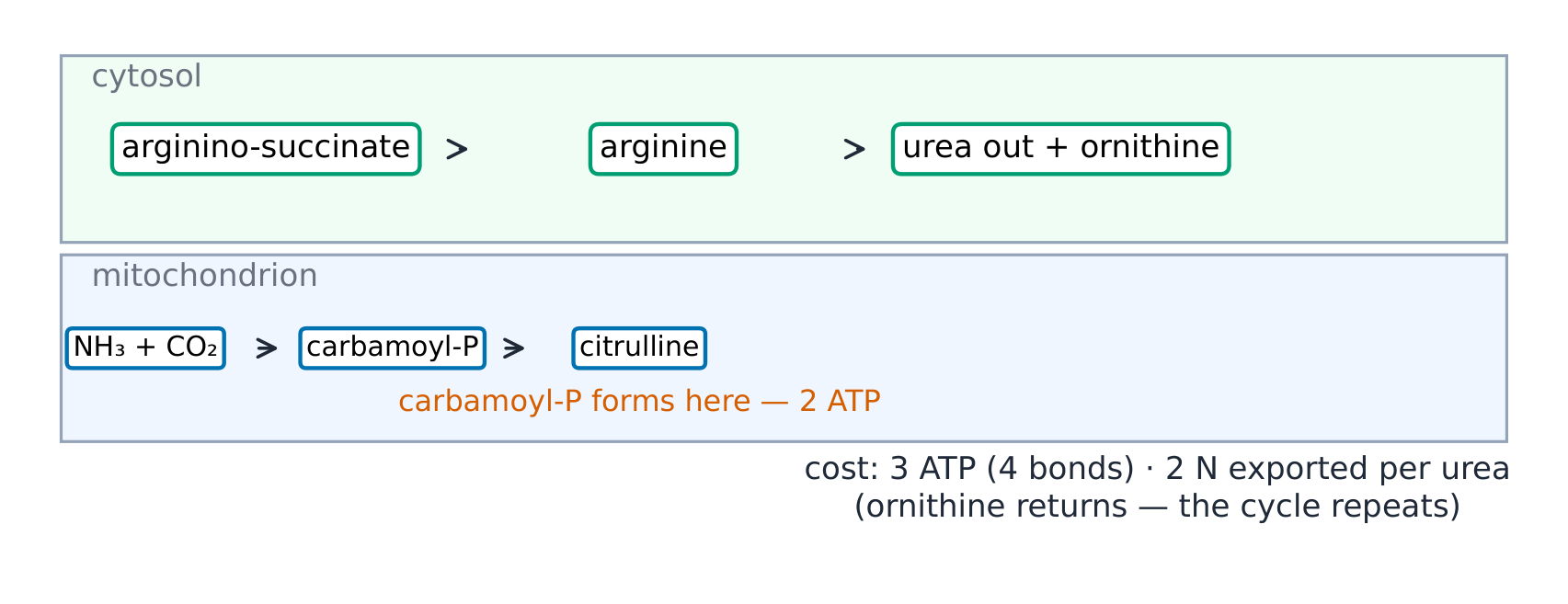 The urea cycle spanning mitochondrial and cytosolic compartments