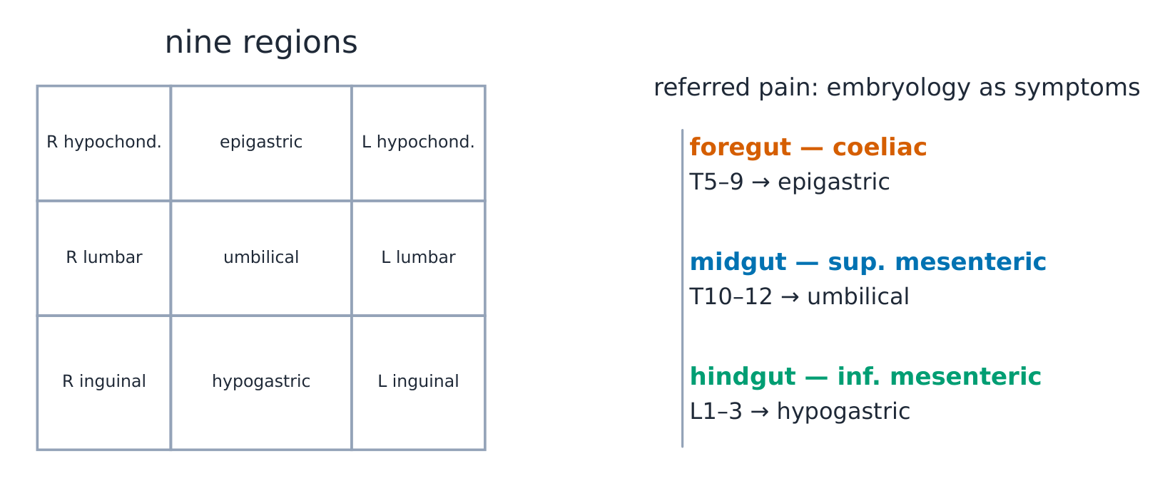 The nine abdominal regions beside the three arterial territories of the gut