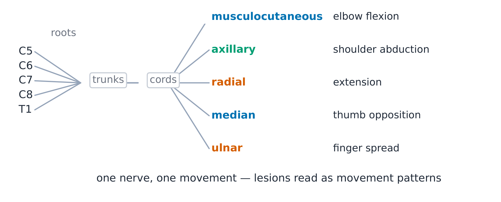 The brachial plexus from roots to five terminal nerves, with each nerve's territory