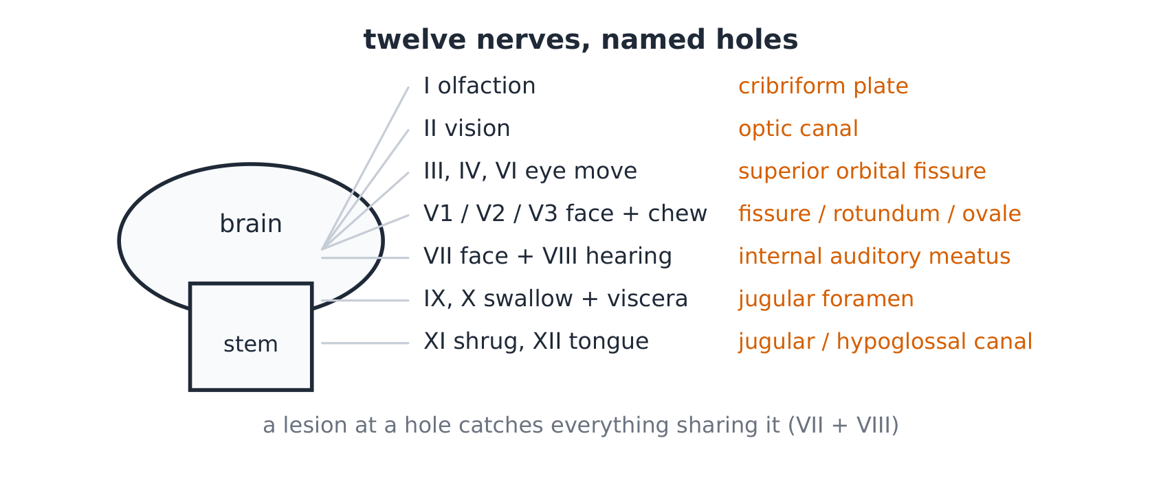 The cranial nerves in lateral view with their foramina of exit