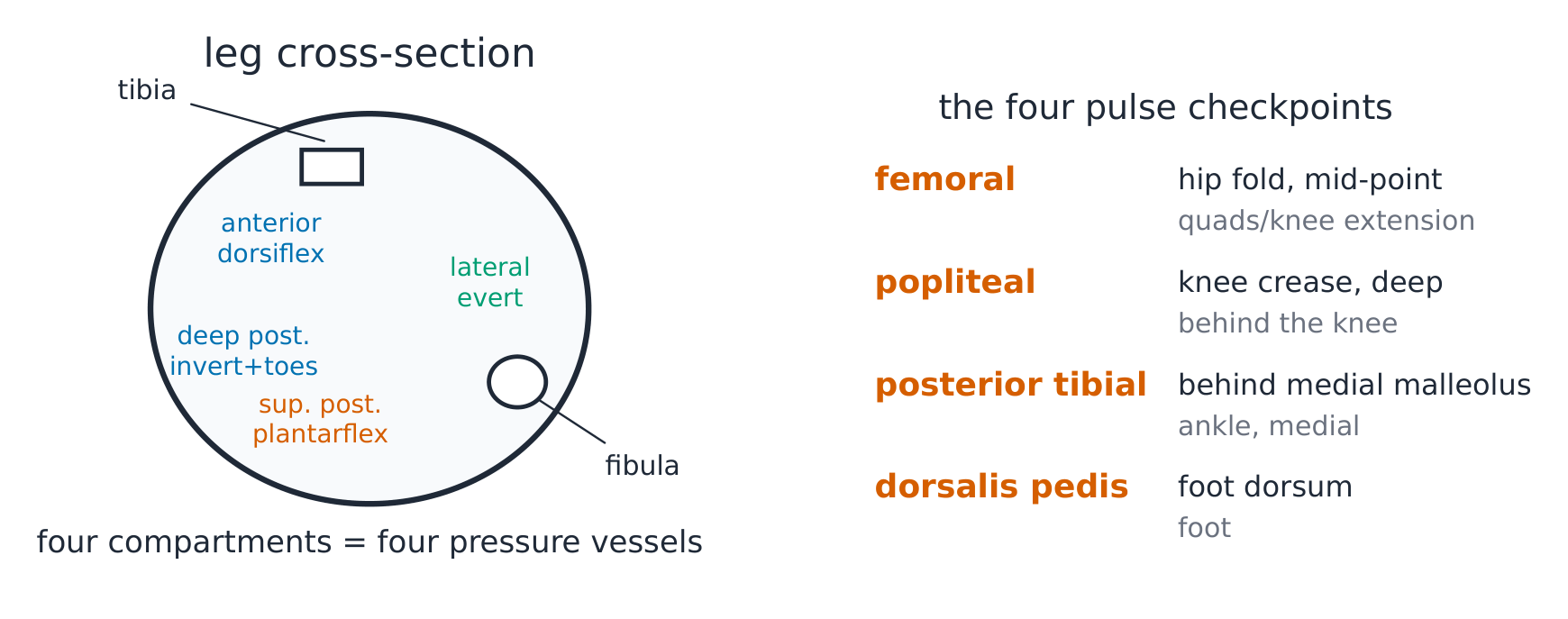 The lower-limb compartments with their nerves and one artery running through all of them