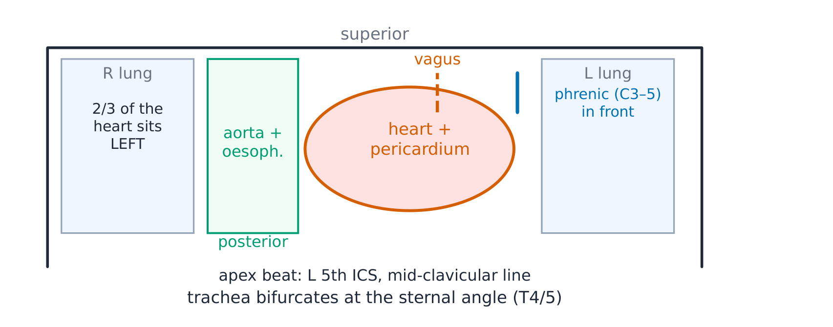 The mediastinum in coronal view: heart and pericardium centre, oesophagus and aorta behind, phrenic in front