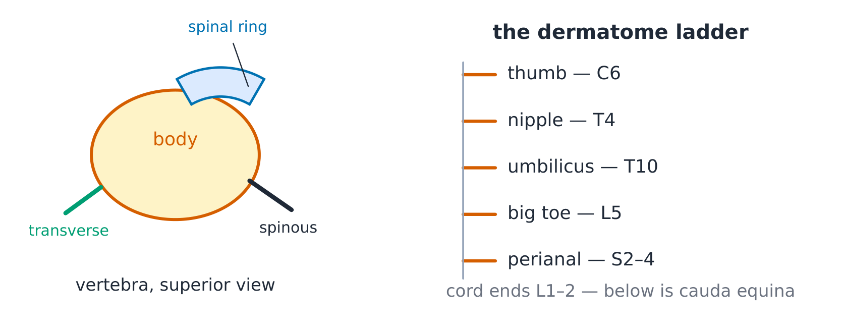 A vertebra in superior view beside the dermatome map down the body