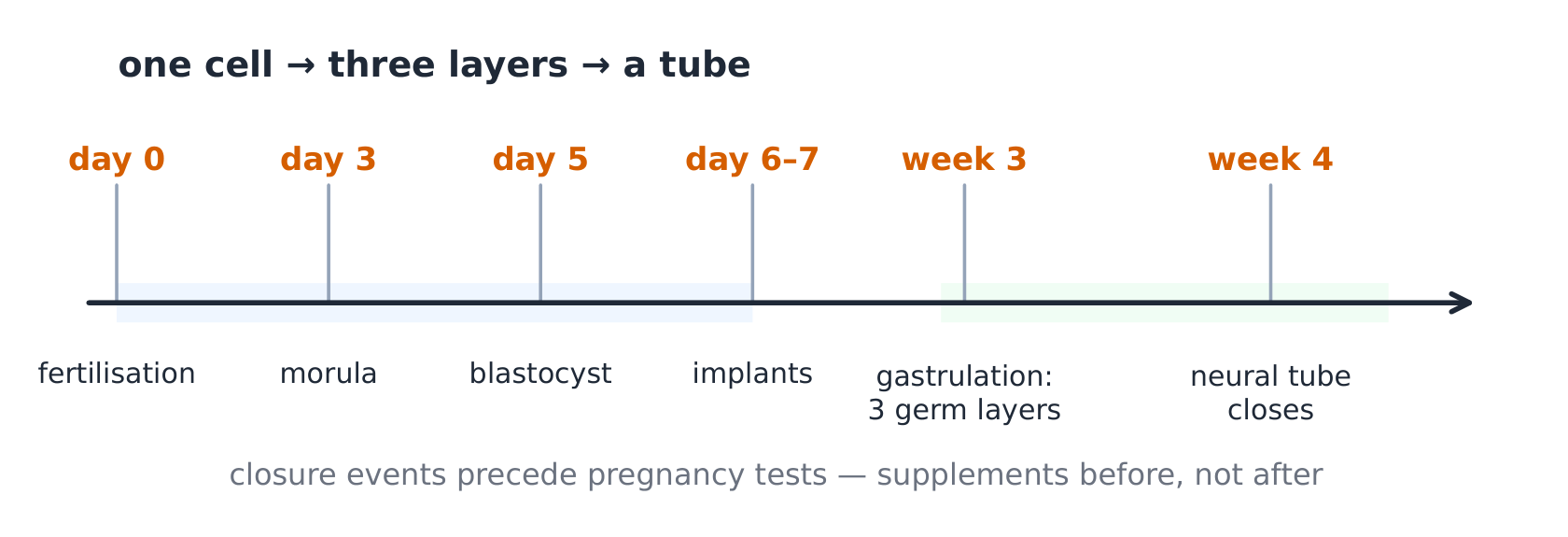 The week-by-week timeline from fertilisation to the three germ layers