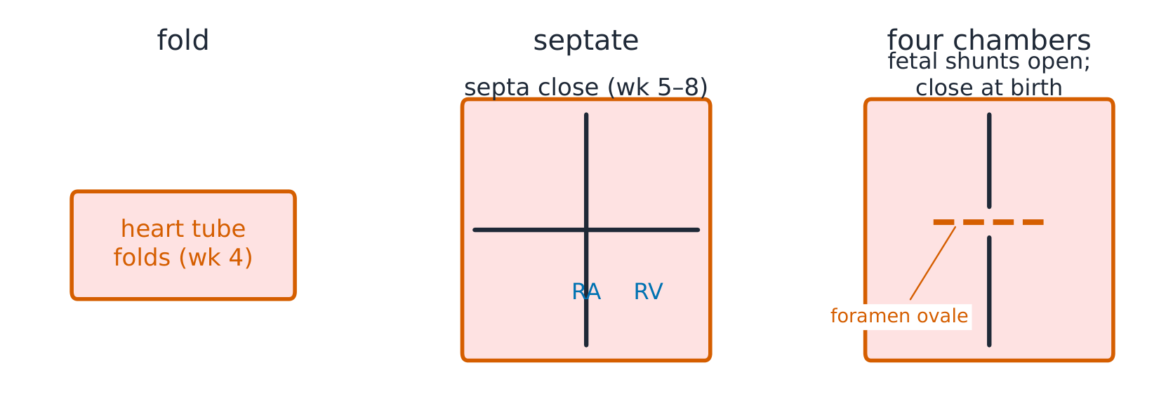 Heart septation stages from tube to four chambers, with the windows when each septum closes