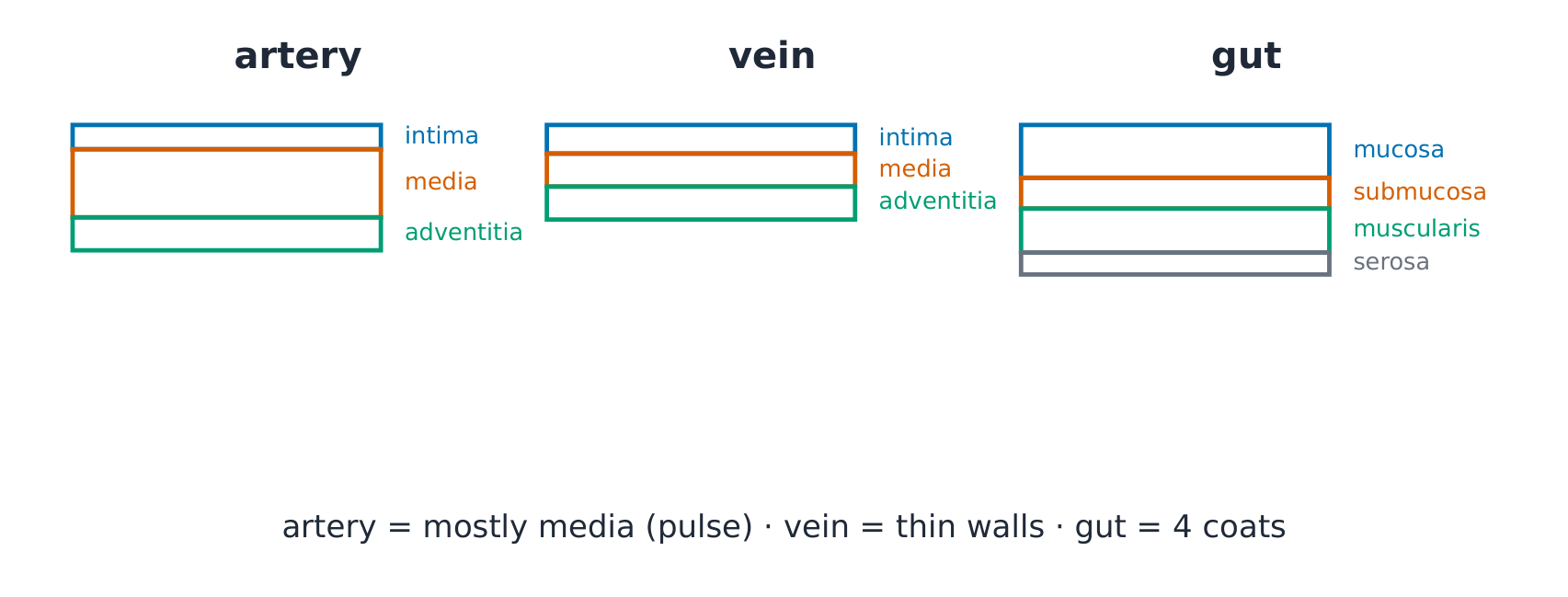 Wall-layer comparisons across vessel, airway and gut