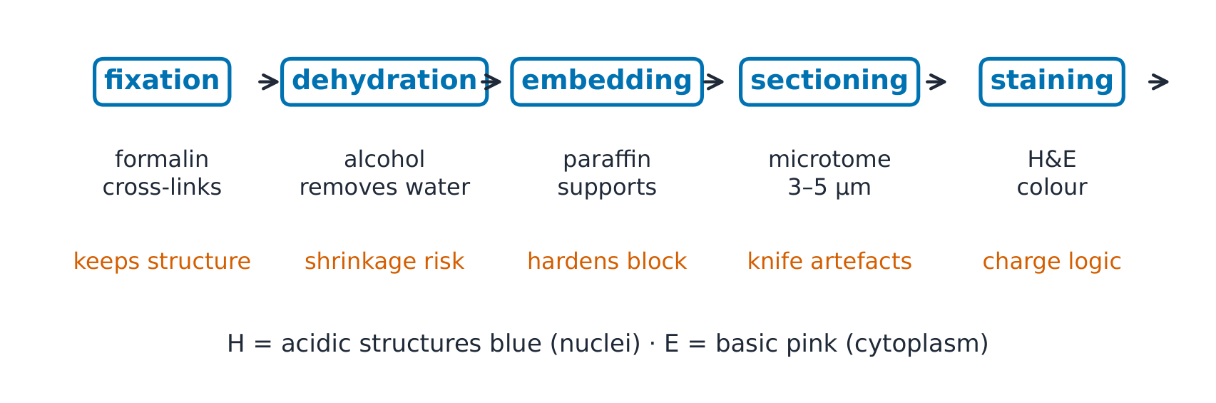 The preparation sequence from tissue to stained section, with what each step preserves or risks