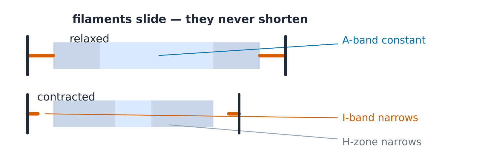 The sarcomere with its bands and the sliding-filament machinery