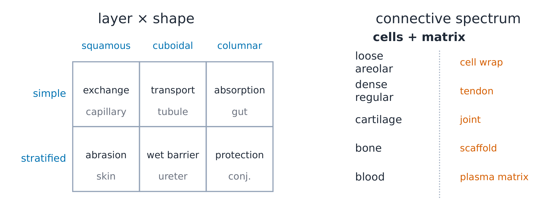 The epithelium classification grid beside the connective-tissue spectrum