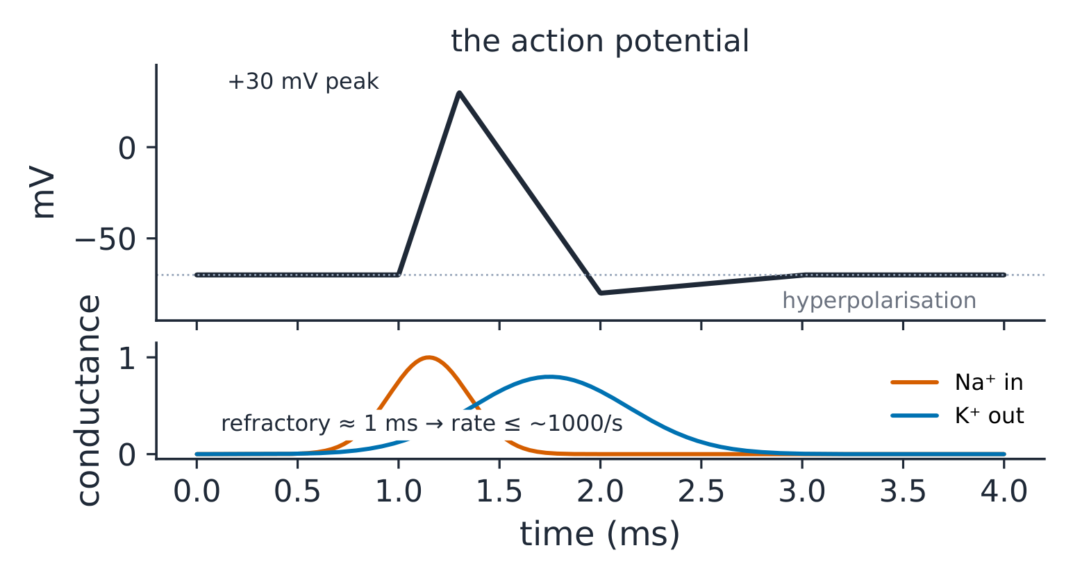 The action potential and its conductances