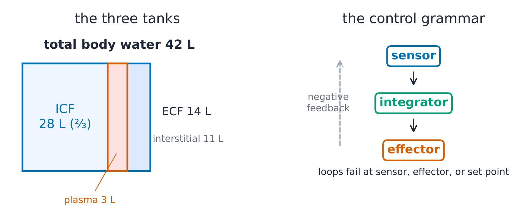 The fluid compartments with their volumes, beside the negative-feedback loop