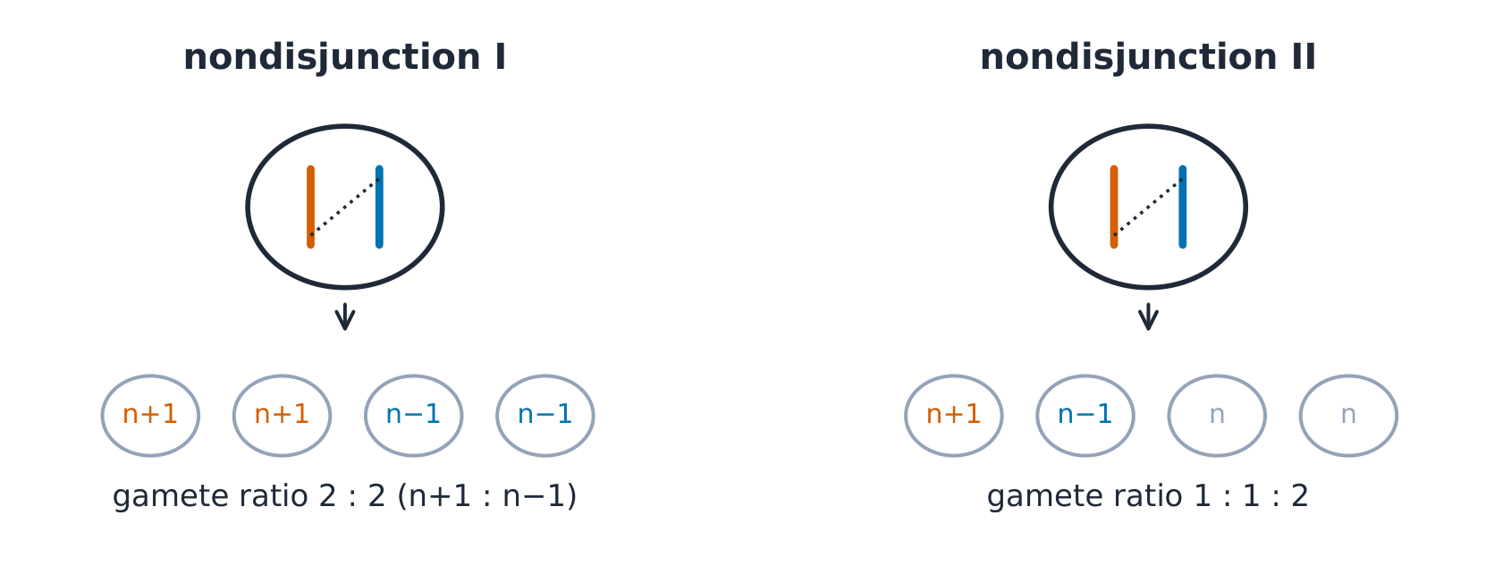 Meiosis with nondisjunction at division I and division II, and the gametes each produces