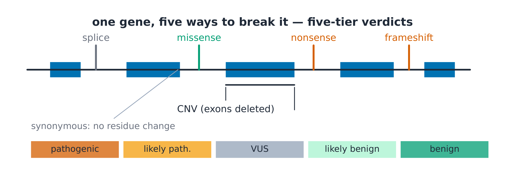 A gene model annotated with the variant types