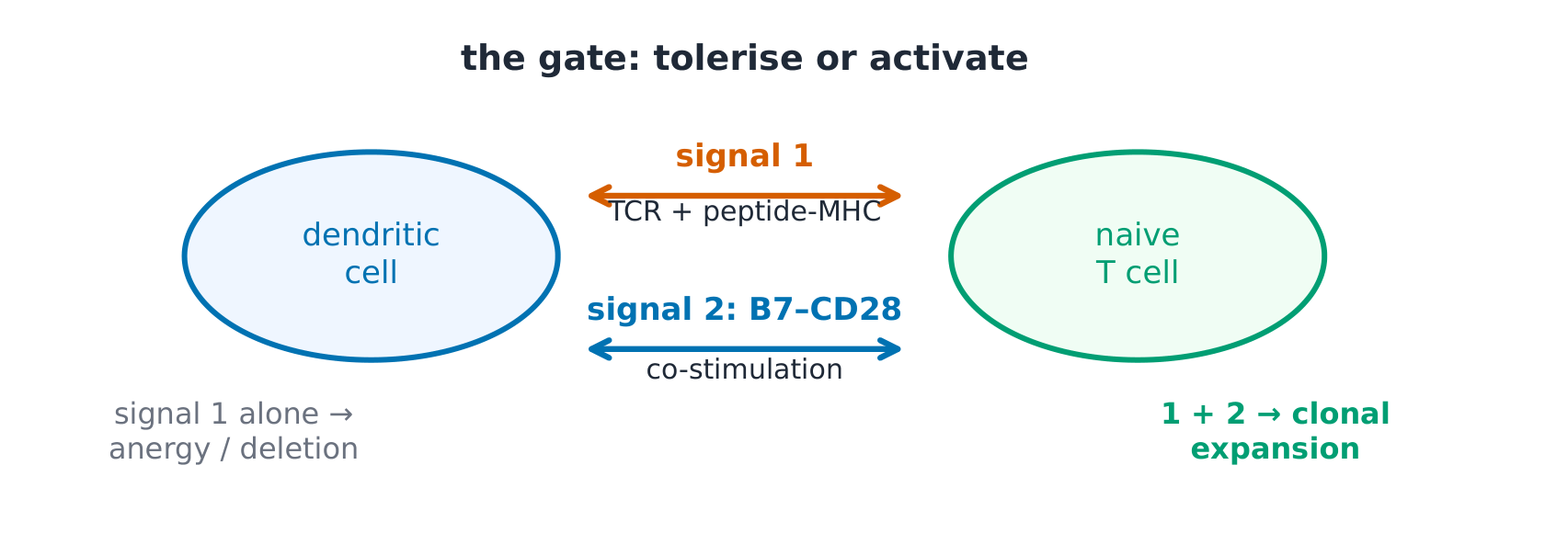 The activation signals: a dendritic cell giving signal 1 and co-stimulation to a naive T cell