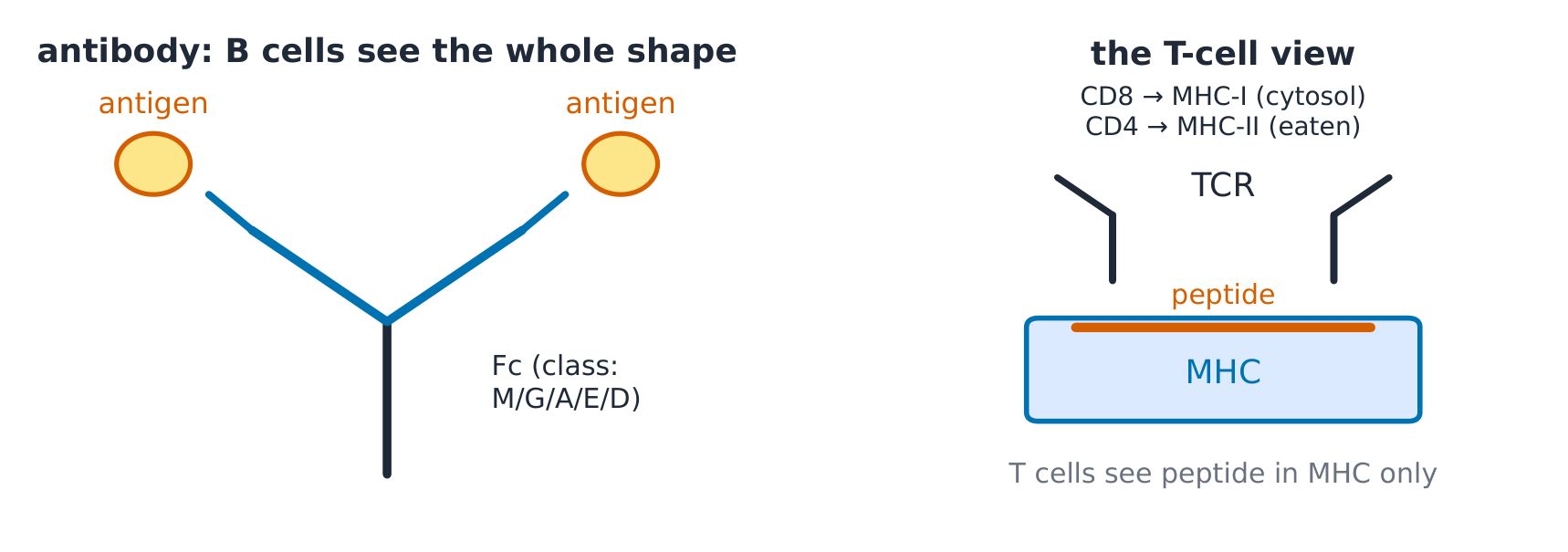 An antibody binding antigen beside an MHC molecule presenting a peptide to a T-cell receptor
