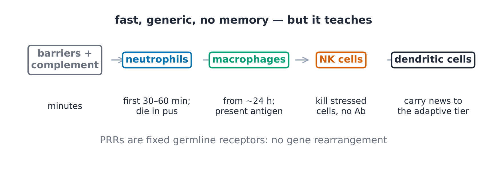 The innate cell map with each cell's job and timeline