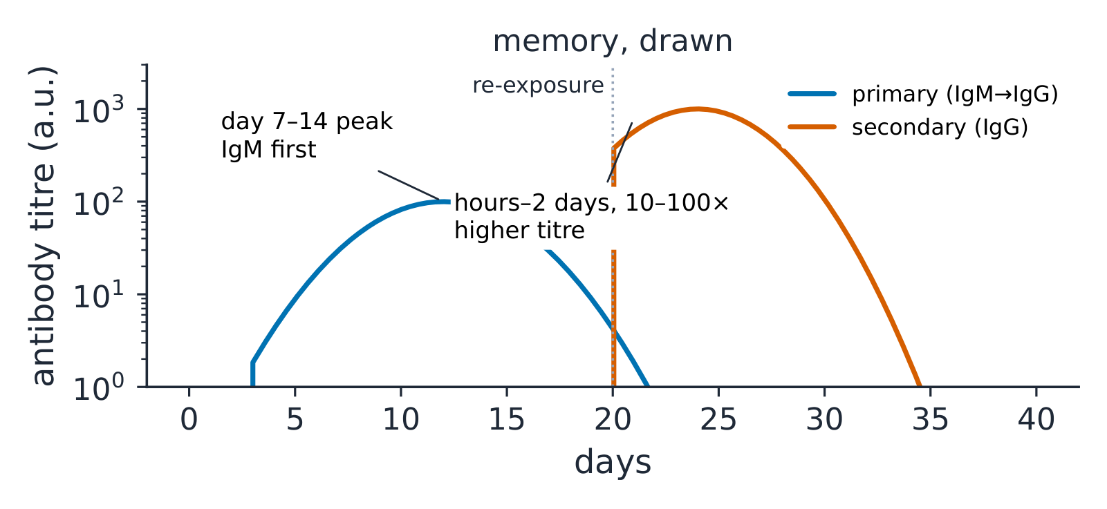 Primary versus secondary antibody response curves