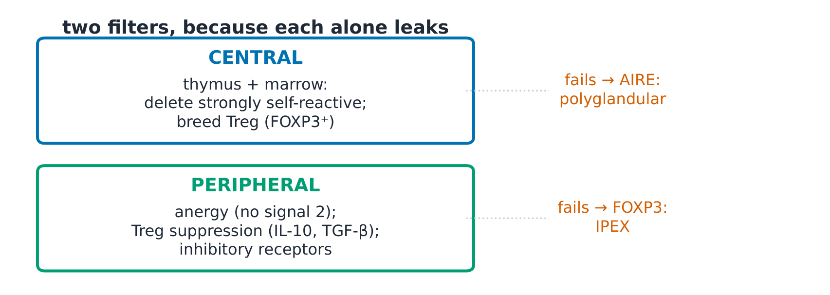 The tolerance checkpoints: central deletion, anergy and Treg suppression