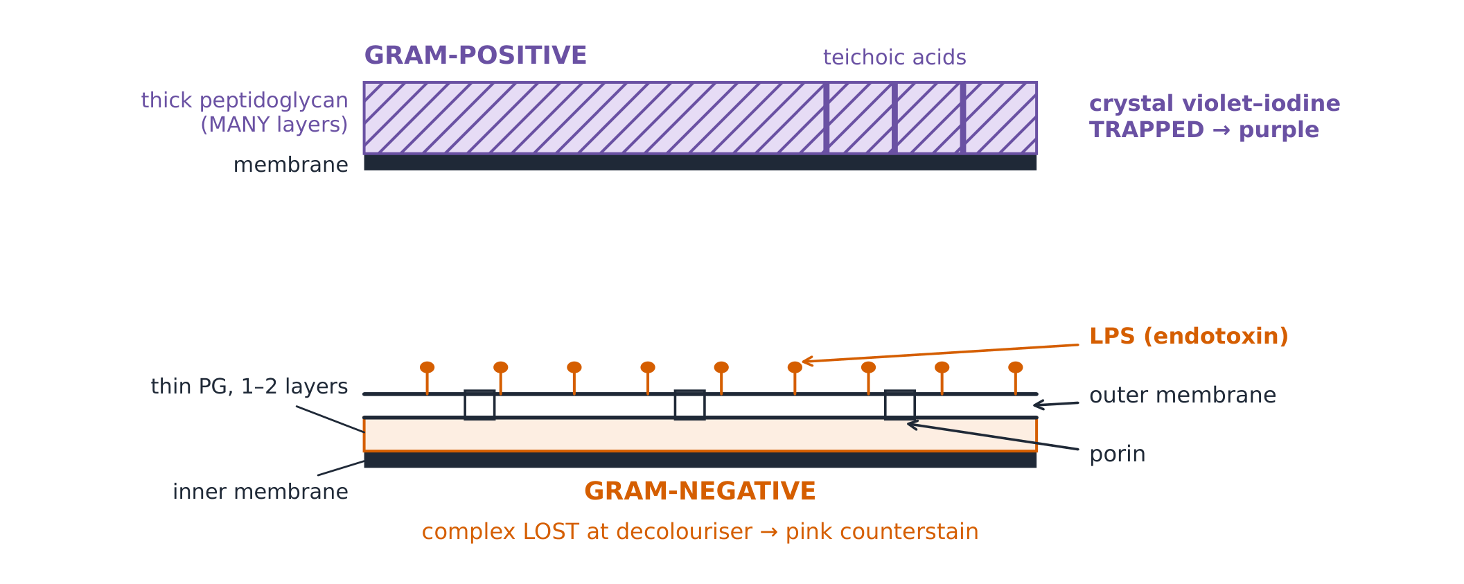 Gram-positive versus Gram-negative cell walls