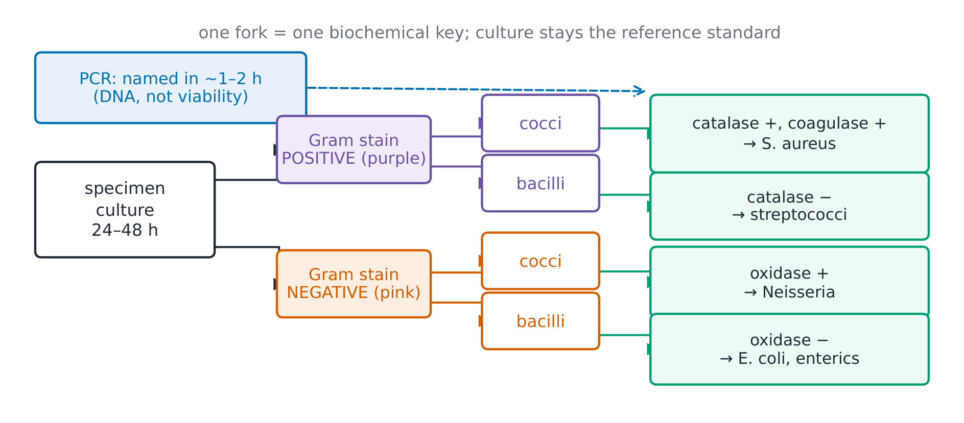 The classification tree