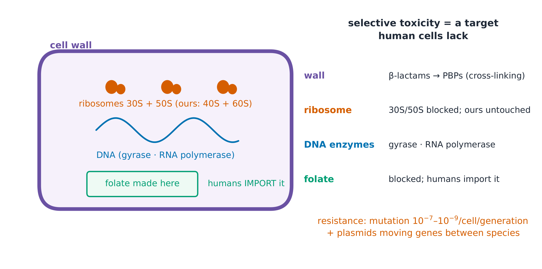 Drug targets on a bacterium