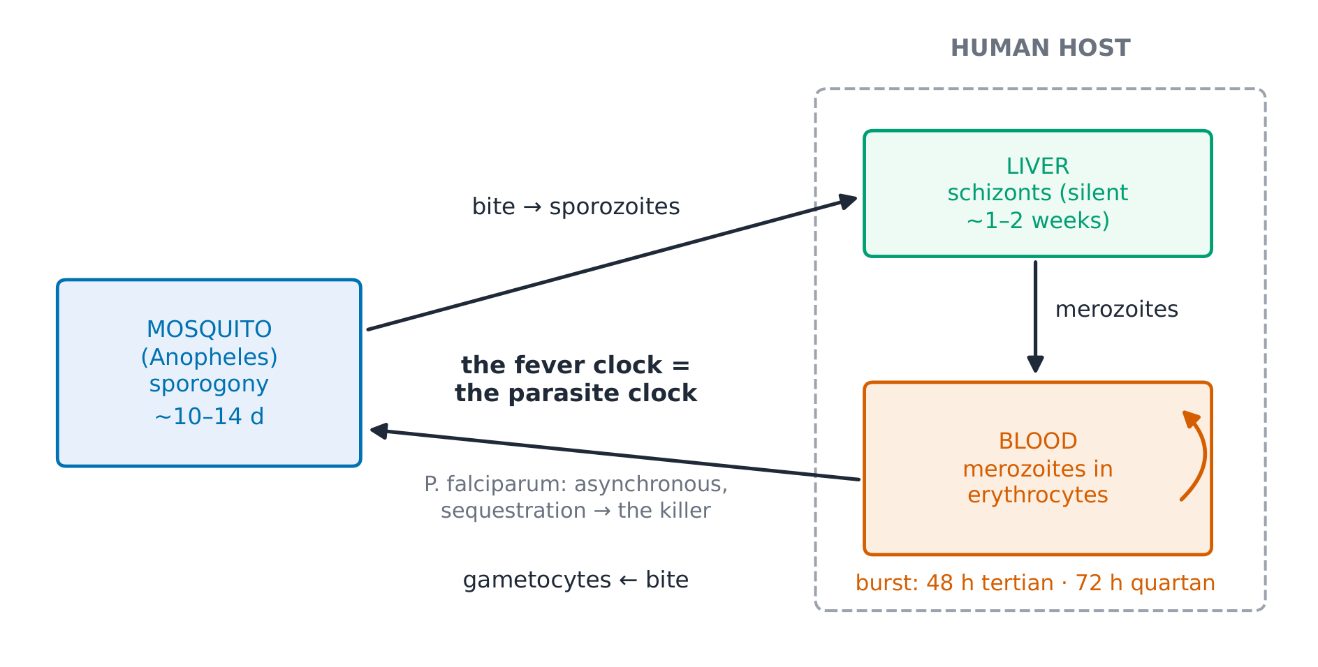 The malaria life cycle