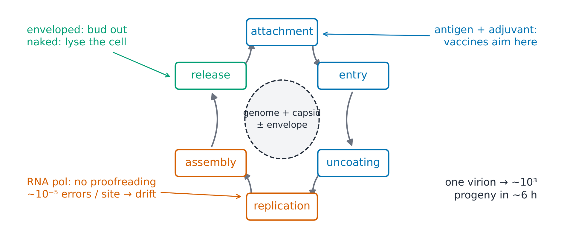 The virus replication cycle
