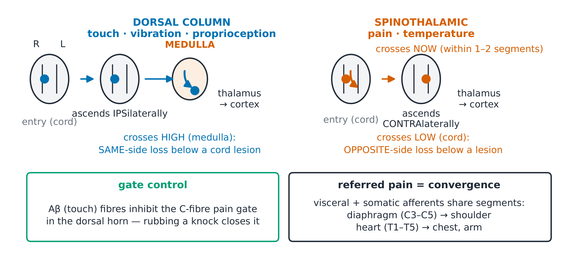 The two ascending pathways and their crossing points