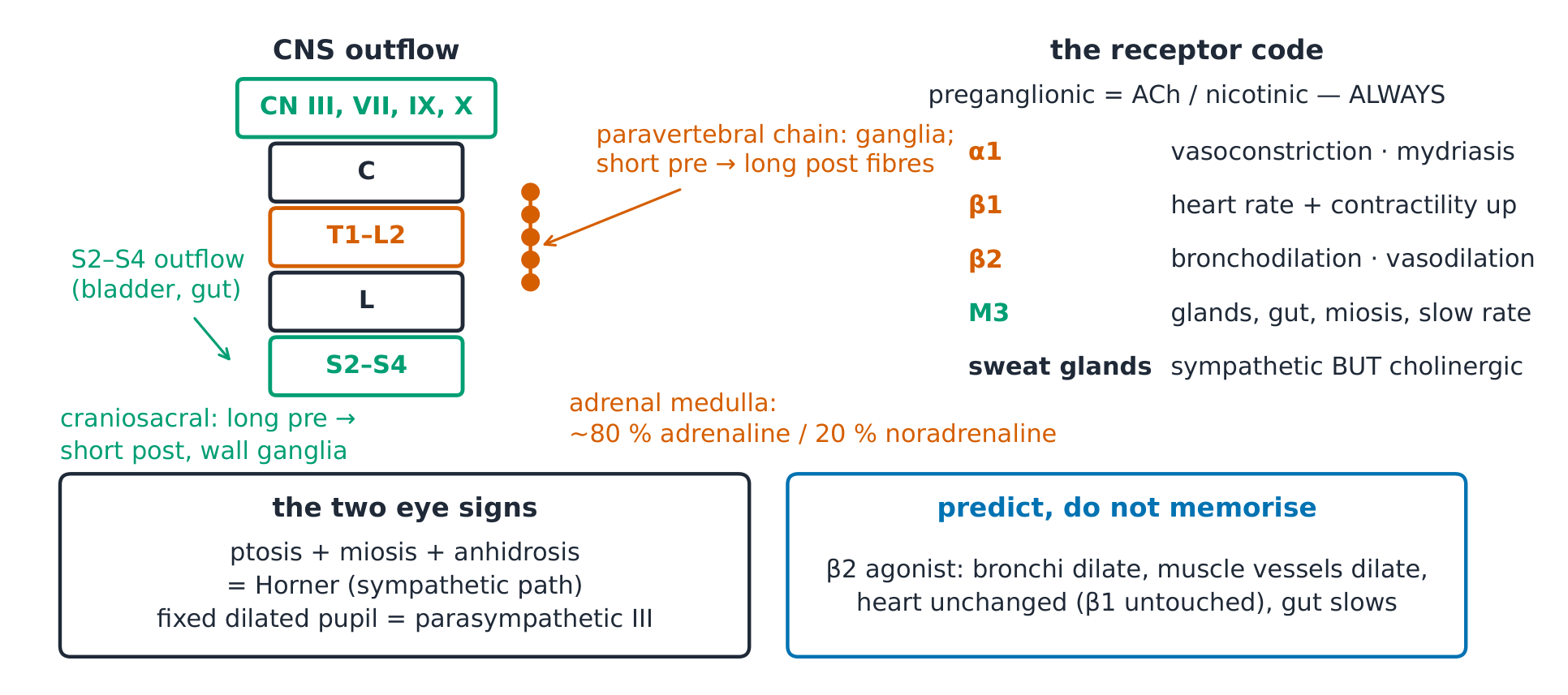 Sympathetic and parasympathetic outflow compared