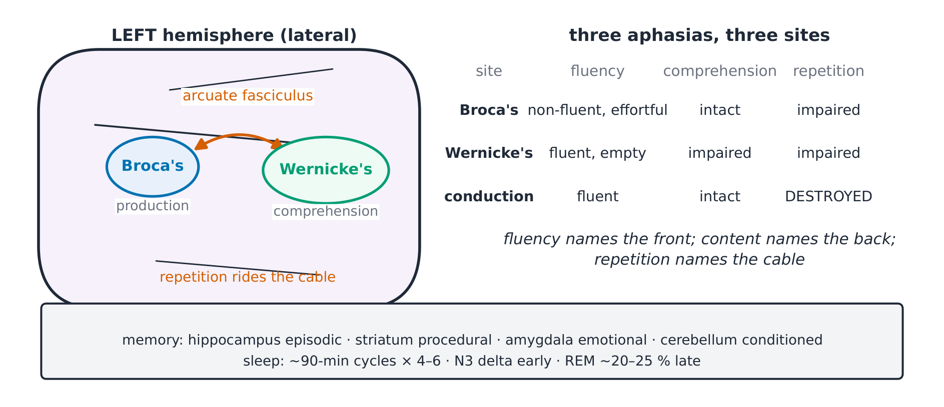 Language areas and their connections