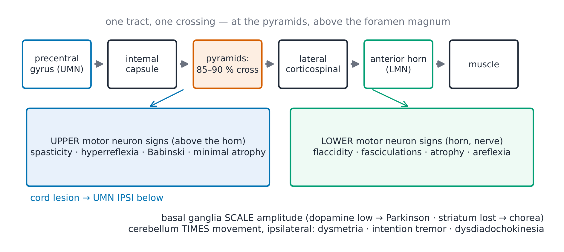 The corticospinal tract and the UMN-LMN fork