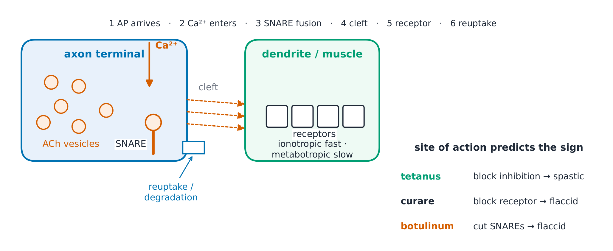 Synaptic transmission with its drug and toxin targets