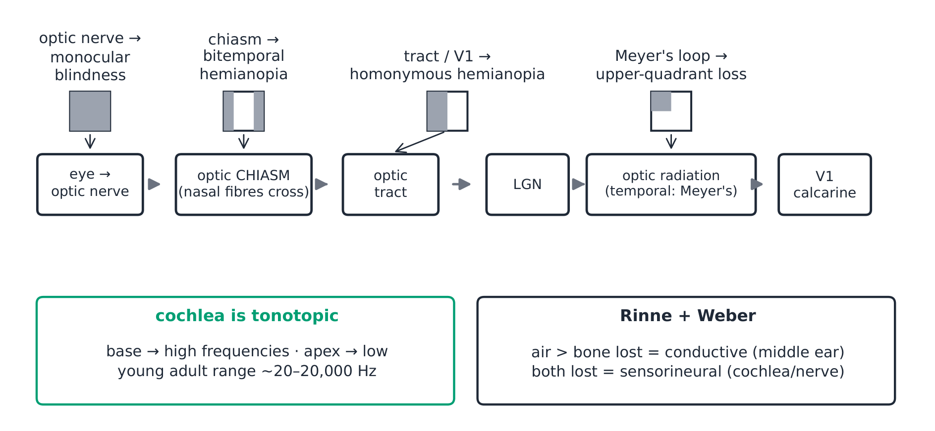 The visual pathway and the field defects its lesions produce