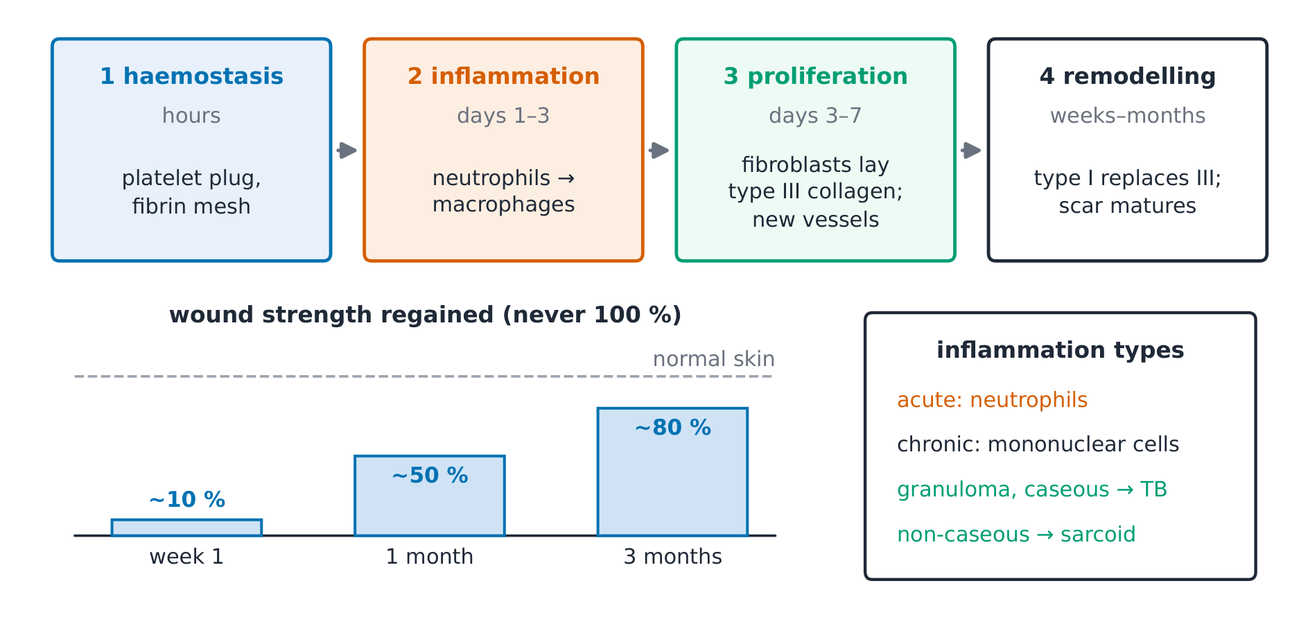 The healing timeline from clot to remodelled scar