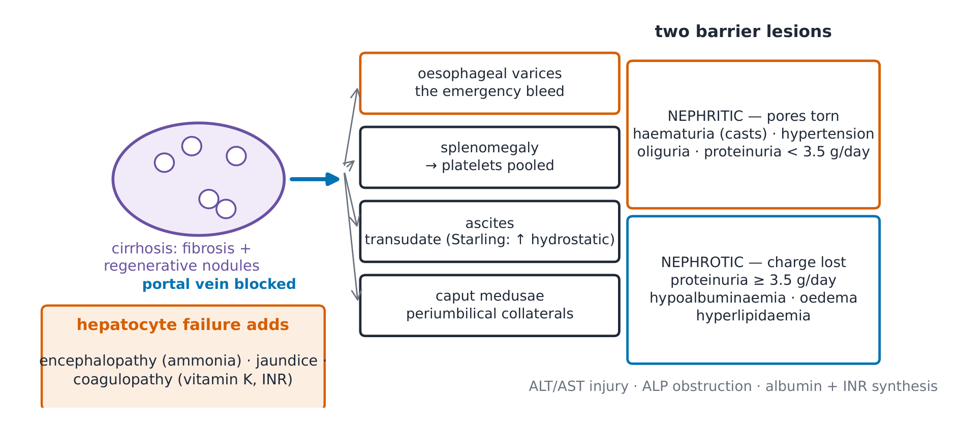 The consequences of portal hypertension
