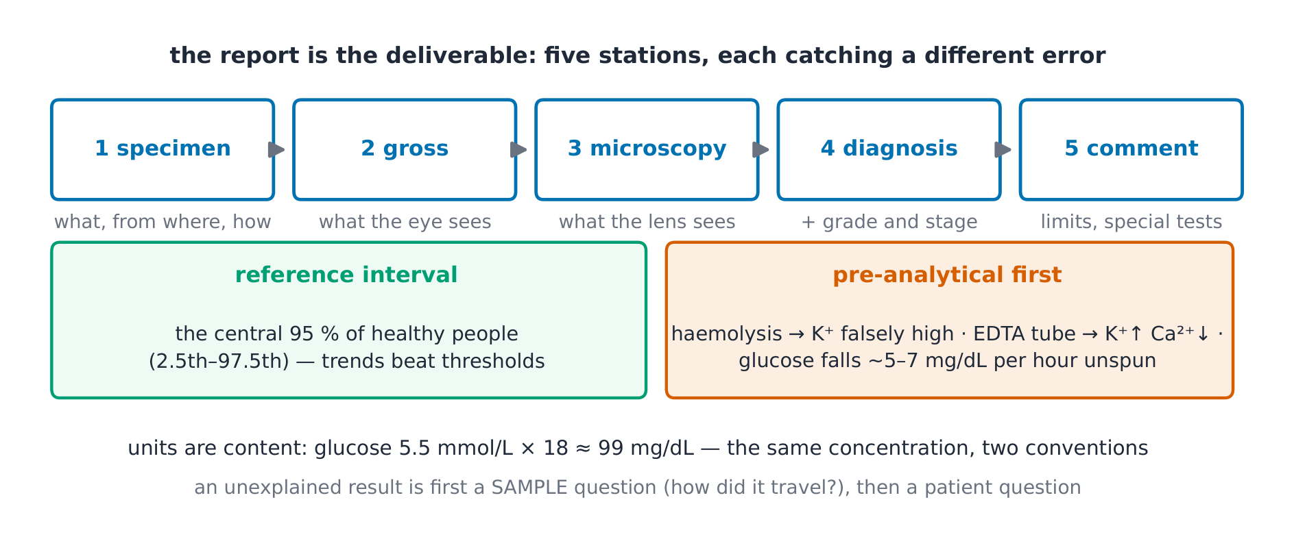The anatomy of a structured pathology report