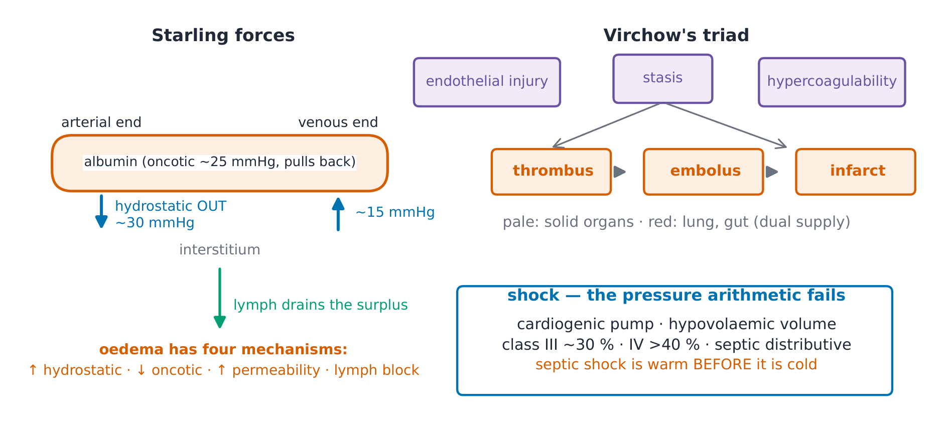Starling forces at the capillary and Virchow's triad
