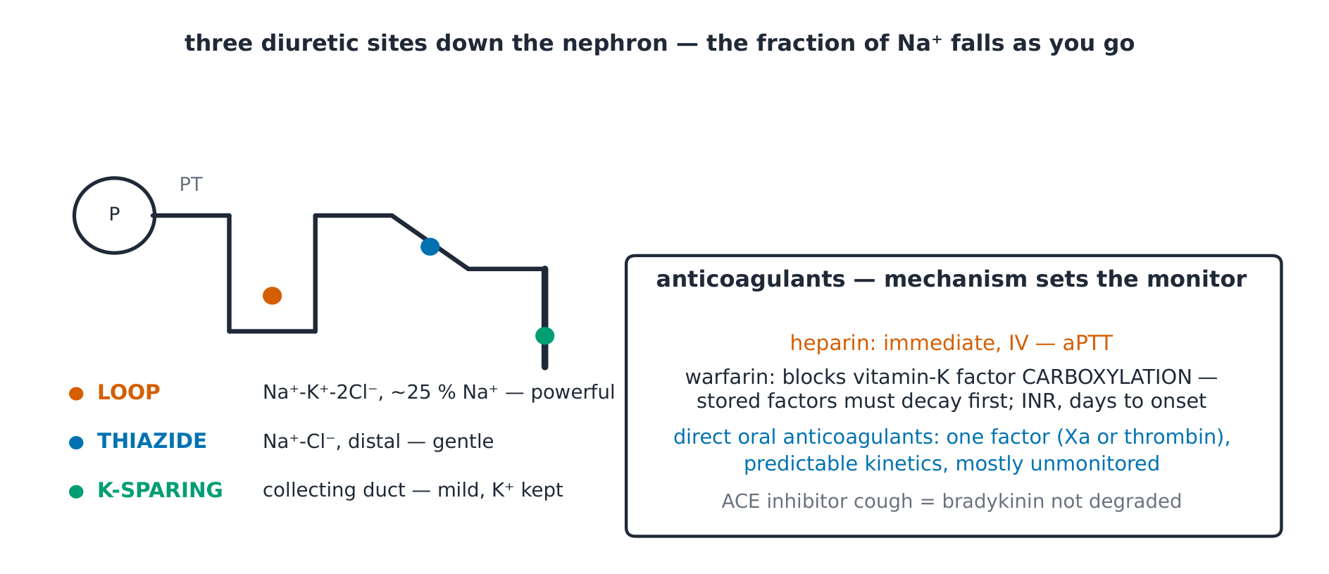 Diuretic action sites on the nephron